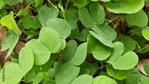 green leaves background