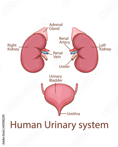 Human urinary system vector illustration.  Human internal organ. Anatomical Illustration.  Science, medicine, biology education. Anatomical structure for medical info learning