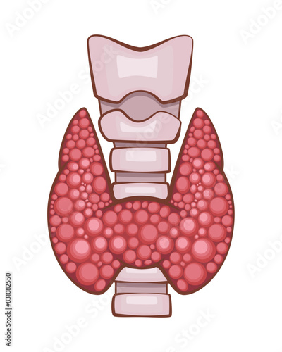 Thyroid Gland Isolated. Human internal organ. Anatomical Illustration.  Science, medicine, biology education. Anatomical structure for medical info learning