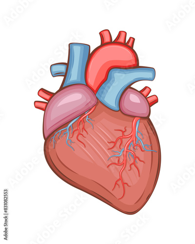 Human Heart Isolated. Human internal organ. Anatomical Illustration.  Science, medicine, biology education. Anatomical structure for medical info learning