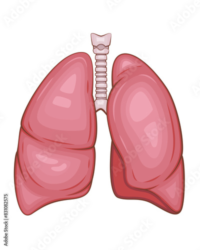 Human Lungs Isolated. Human internal organ. Anatomical Illustration.  Science, medicine, biology education. Anatomical structure for medical info learning