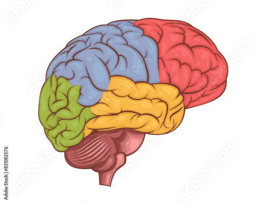 Human brain vector illustration.  Human internal organ. Anatomical Illustration.  Science, medicine, biology education. Anatomical structure for medical info learning