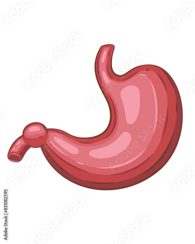 Human stomach Isolated. Human internal organ. Anatomical Illustration.  Science, medicine, biology education. Anatomical structure for medical info learning
