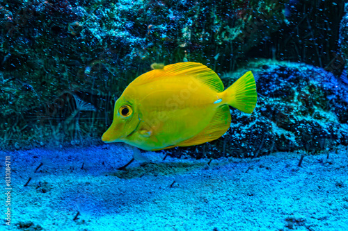 Yellow tang fish in deep blue water photo