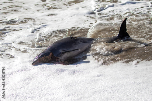 Dead dolphin on the seashore after a storm