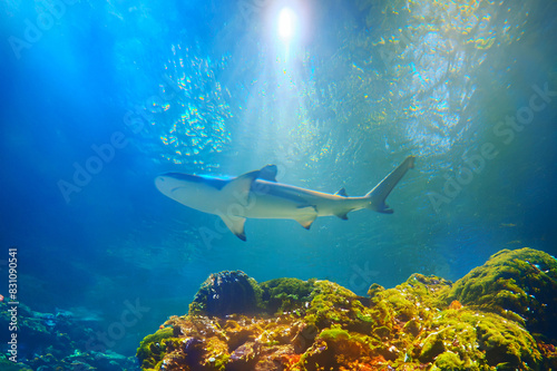 Diving with great sharks. Large white shark. Ready to attack its prey Grey reef shark Carcharhinus amblyrhynchos floats over coral reef, Great White Shark Close up Shot © Mister