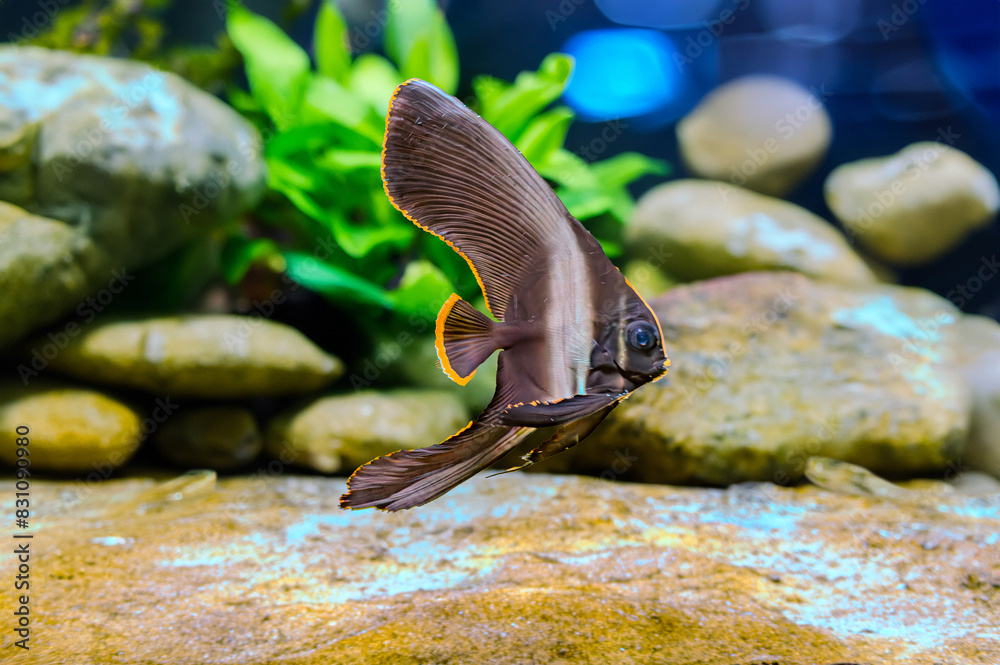 Pinneta Batfish juvenile Platax pinnatus, also known as the pinnate spadefish, pinnate ...
