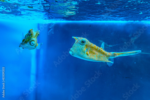 Fish under water, yellow trunk cow fish lactoria cornuta photo