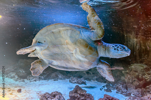 photo of Sea turtle in the Galapagos island. Green sea turtle swimming peacefully along the seafloor in the shallow waters just off the beach