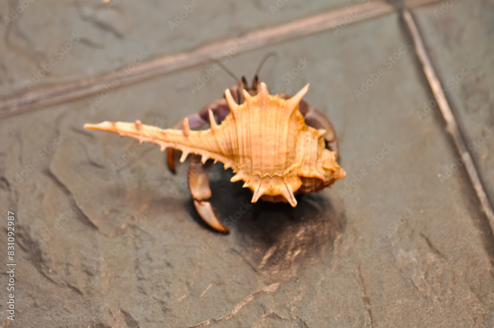 A hermit crab with a beautiful shell walks on the ocean beach on Phuket island in Thailand.