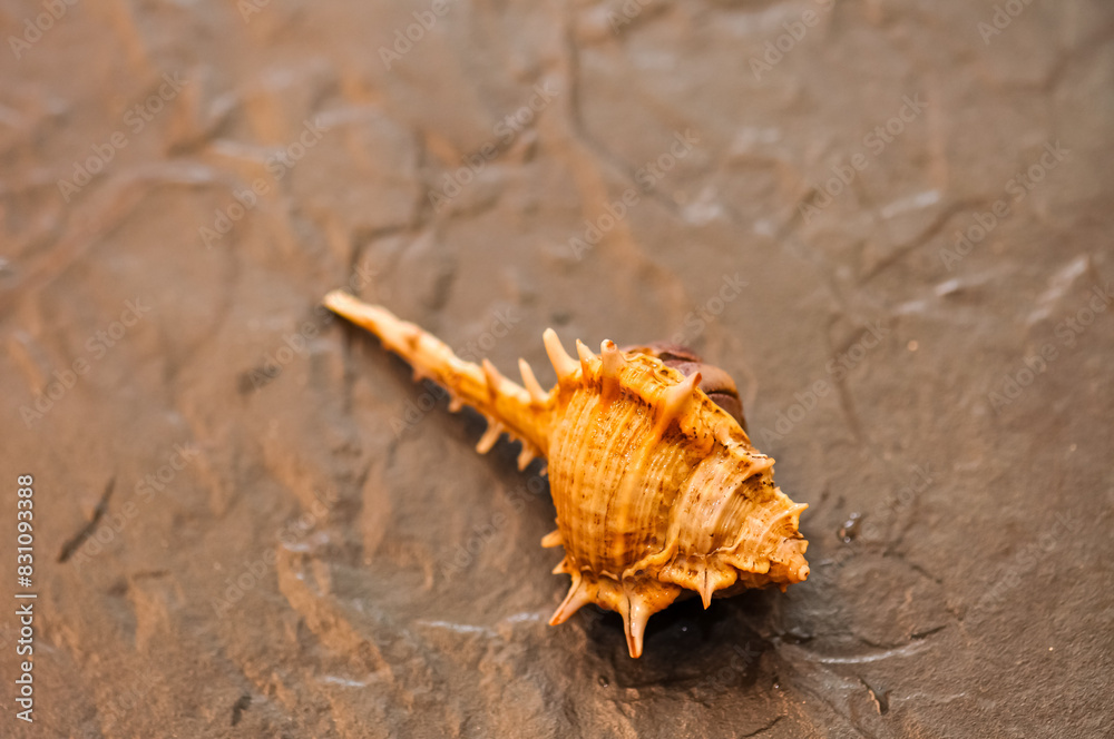 A hermit crab with a beautiful shell walks on the ocean beach on Phuket island in Thailand. A hermit crab with a beautiful shell walks on the ocean beach on Phuket island in Thailand.