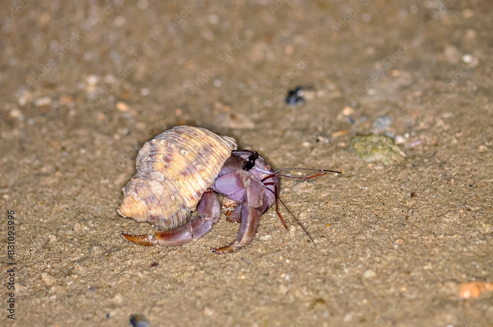 A hermit crab with a beautiful shell walks on the ocean beach on Phuket island in Thailand. A hermit crab with a beautiful shell walks on the ocean beach on Phuket island in Thailand.