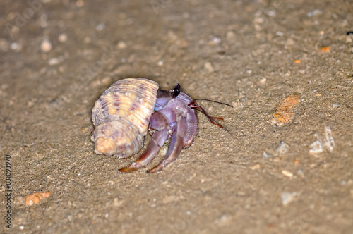 A hermit crab with a beautiful shell walks on the ocean beach on Phuket island in Thailand.