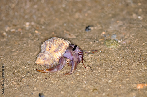 A hermit crab with a beautiful shell walks on the ocean beach on Phuket island in Thailand.