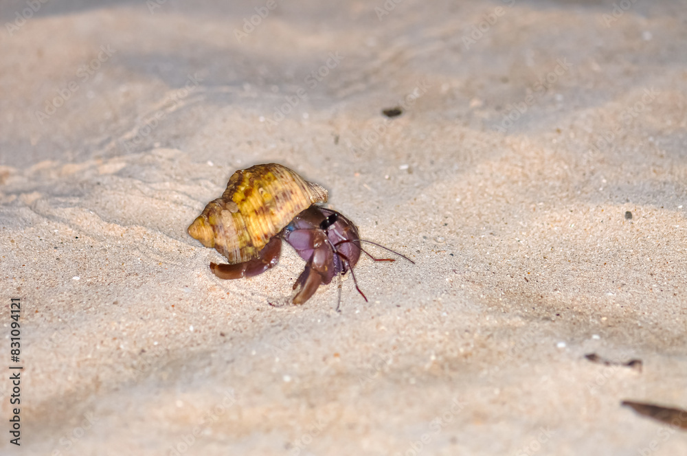 A hermit crab with a beautiful shell walks on the ocean beach on Phuket island in Thailand. A hermit crab with a beautiful shell walks on the ocean beach on Phuket island in Thailand.