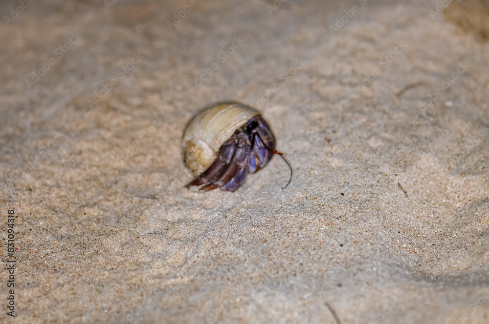 A hermit crab with a beautiful shell walks on the ocean beach on Phuket island in Thailand. A hermit crab with a beautiful shell walks on the ocean beach on Phuket island in Thailand.
