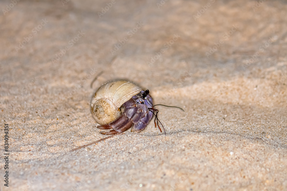 A hermit crab with a beautiful shell walks on the ocean beach on Phuket island in Thailand. A hermit crab with a beautiful shell walks on the ocean beach on Phuket island in Thailand.