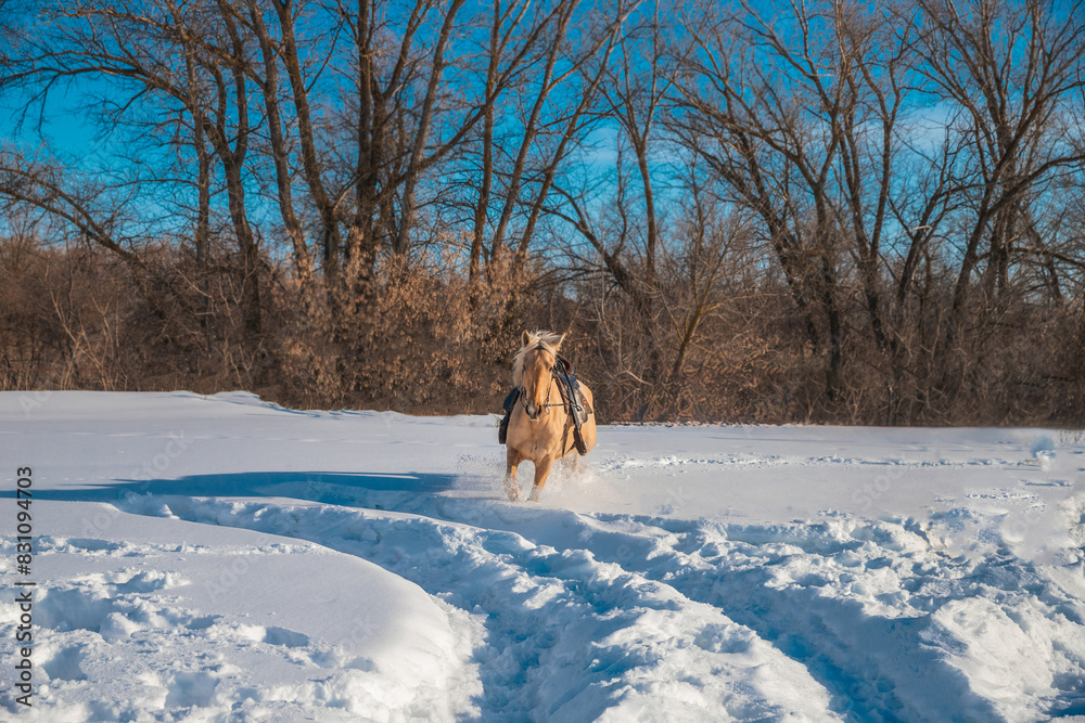 A red horse in harness gallops through the snow A red horse in harness gallops through the snow