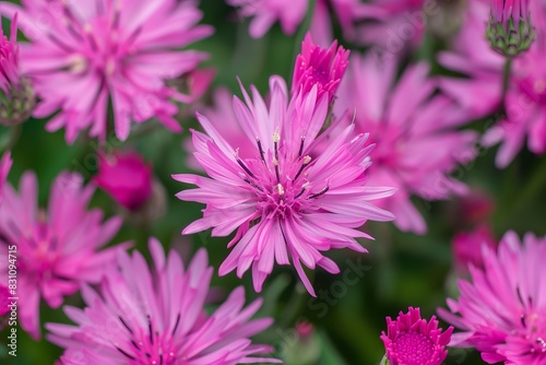 Close-up of vibrant pink flowers in full bloom  showcasing delicate petals and natural beauty. Perfect for spring and nature themes.