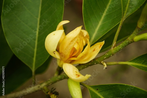 Close-up of Magnolia champaca flowers