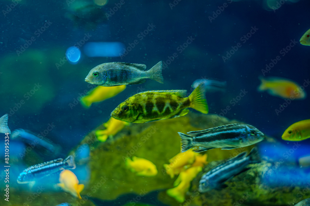 Obraz premium Animals of the underwater sea world. Ecosystem. Colorful tropical fish. Life in the coral reef.