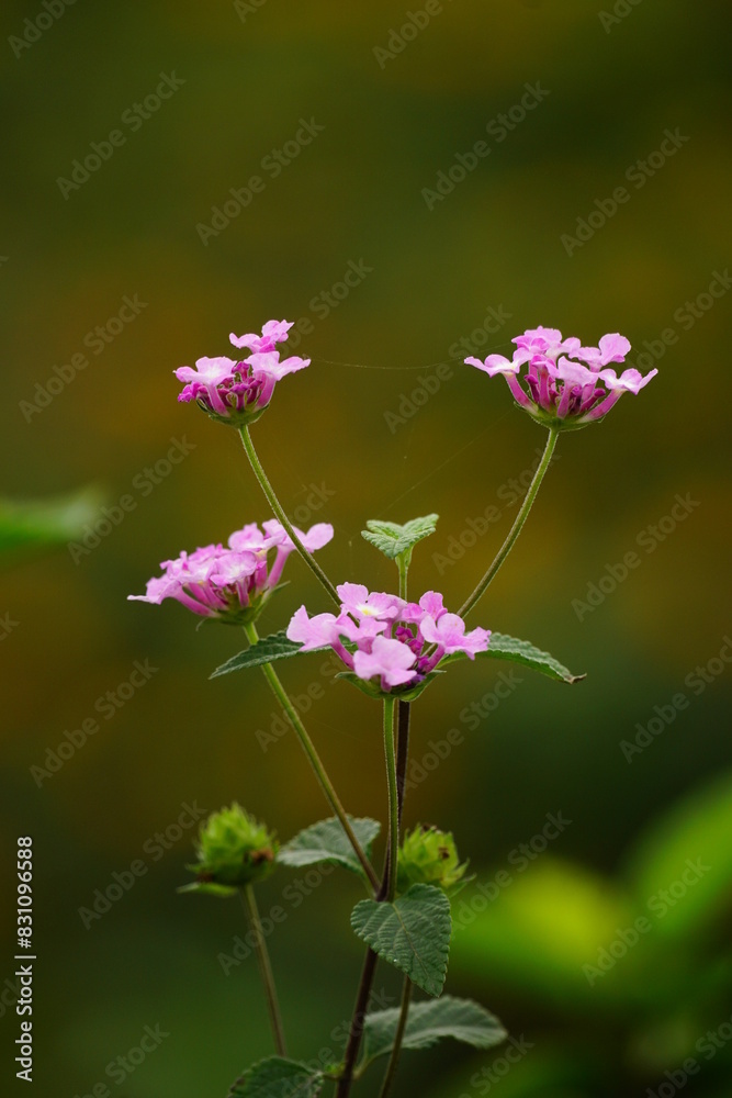 Purple Lantana camara flower on natural background Purple Lantana camara flower on natural background