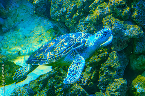 photo of Sea turtle in the Galapagos island. Green sea turtle swimming peacefully along the seafloor in the shallow waters just off the beach