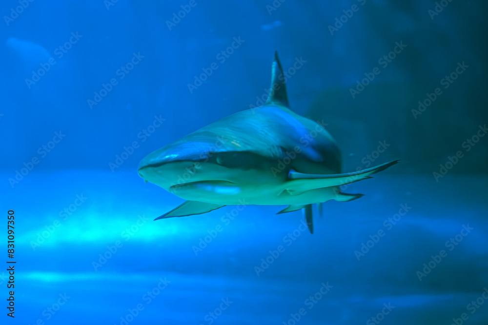 Naklejka premium Diving with great sharks. Large white shark. Ready to attack its prey Grey reef shark Carcharhinus amblyrhynchos floats over coral reef, Great White Shark Close up Shot