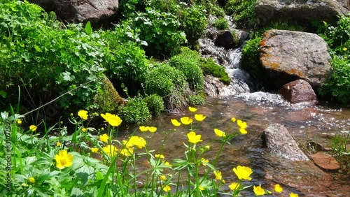 Wild flowers yellow buttercups sway in the wind on the bank of a mountain stream with clear water in spring photo