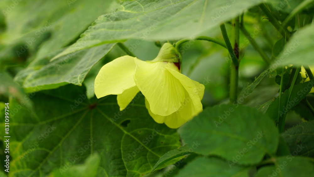 Yellow Abelmoschus moschatus flowers bloom naturally Yellow Abelmoschus moschatus flowers bloom naturally