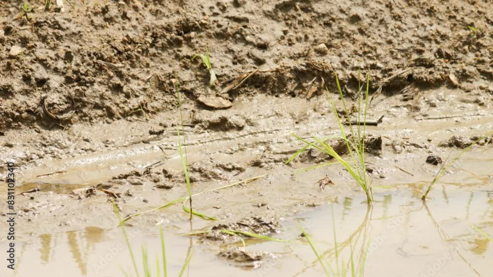 Close up of the beautiful rice plants in green paddy field