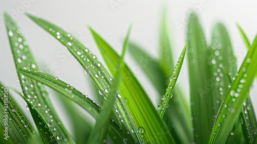 A close-up shot capturing dew-kissed grass blades against a clean white backdrop, showcasing the beauty of nature's simplicity.