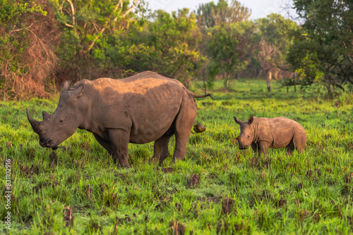 White rhinoceros  Ceratotherium simum  with calf in natural habitat  South Africa