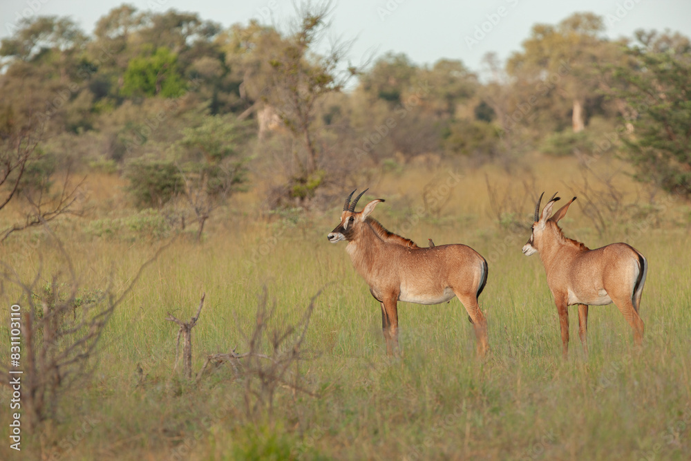 A rare roan antelope (Hippotragus equinus) in open grassland, Mokala National Park, South Africa A rare roan antelope (Hippotragus equinus) in open grassland, Mokala National Park, South Africa