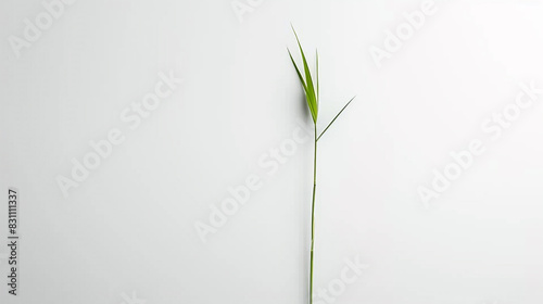 A minimalist composition featuring a single blade of grass standing tall on a blank white canvas  symbolizing strength and resilience.