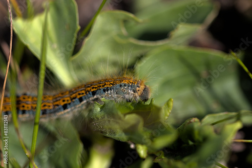 caterpillar photographed from close-up as it crawls on leaves
