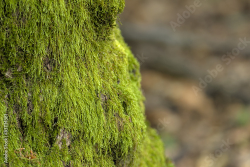 stump of an old tree covered with moss photographed in the forest