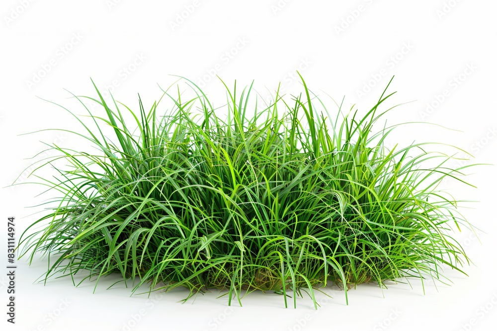 Close-up of grass bush on white surface Close-up of grass bush on white surface