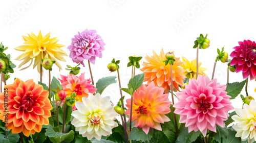 Colourful dahlia flowers in a backyard garden in autumn. fall season isolated on white background  space for captions  png 