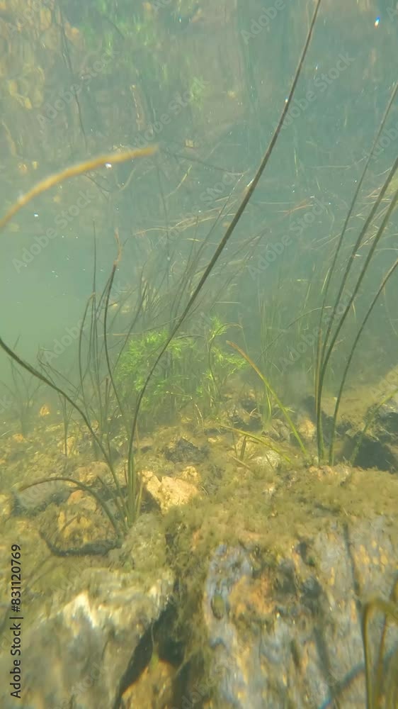 Seaweed and fish underwater in the river Seaweed and fish underwater in the river