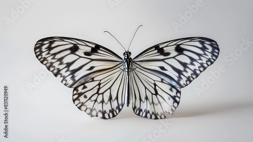 She marveled at the symmetrical pattern of the butterfly's wings, admiring nature's flawless design.