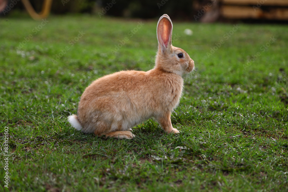 Fototapeta premium Red rabbit on the grass