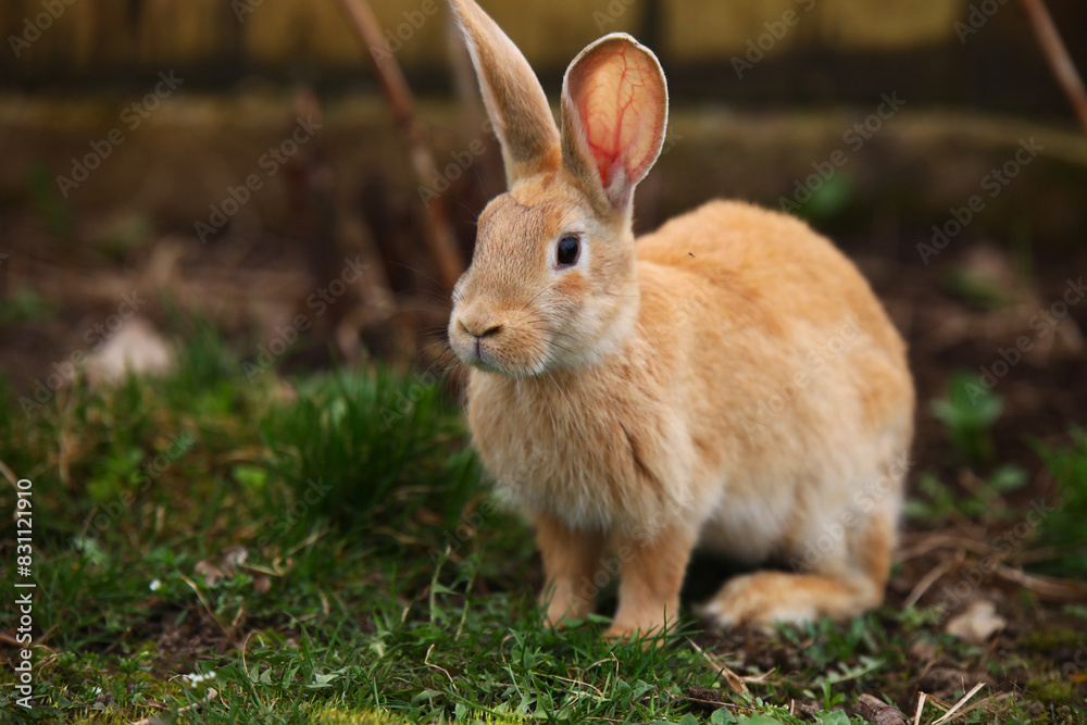 Red rabbit on the grass Red rabbit on the grass