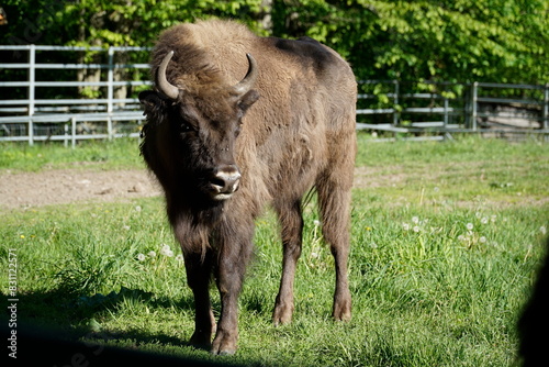 Young european bison on field photo