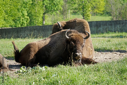 European bison laying on a grass