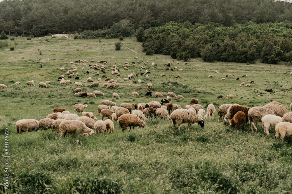 A herd of sheep grazing in a field A herd of sheep grazing in a field