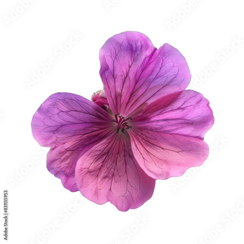 Color geranium flower on white background