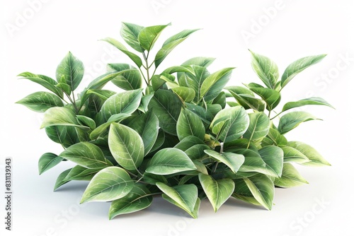 Bush with green leaves and white background photo
