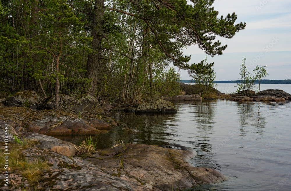 Naklejka premium lake in the forest