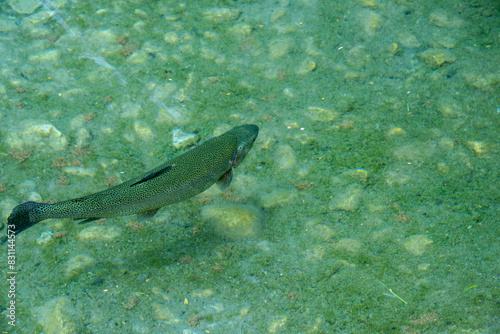 Trout